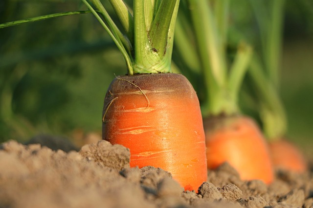 carrots zanahorias